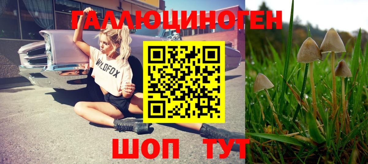 Полысаево  Псилоцибиновые грибы Psilocybine cubensis  Вход с VPN 